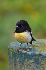 Australian Bird With Black Head And White Body Tomtit Petroica Macrocephala A Small Passerine Bird In The Family Petroicidae The Australian Robins It Is Endemic To Beautiful Birds Pet Birds Wild Birds
