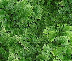 Image result for Selaginella cathedrifolia