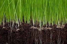 Garden soil is topsoil that has been enriched to make it better suited for plant growth. How Topsoil Can Help Your Lawn Manderley