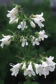 Image result for Penstemon