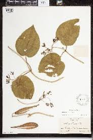 Image result for Pentarrhinum insipidum