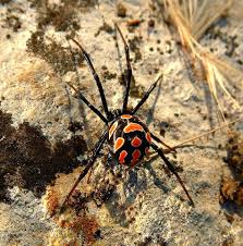 The bite of a venomous spider such as the brown recluse, the black widow and to a lesser extent the brown widow can be deadly to a pup. Pin On Awesome Wild Animals