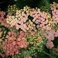 Full of Posies | Rotorua Flower Arranging Workshop event image
