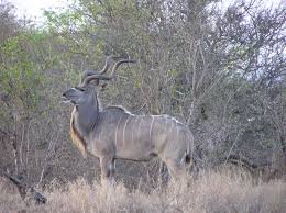 Image result for Aneulophus africanus