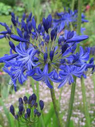How To Grow Agapanthus By Val Bourne Garden Bulbs Agapanthus Plant Agapanthus