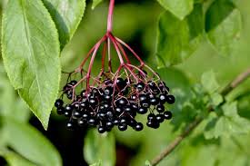 Wann feiert man den nationaltag deutschlands? Holunder Ernten Erntezeit Verwendung Von Bluten Beeren