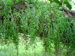 Image result for Asplenium mannii