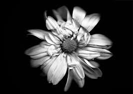 Black white photography portrait of man in black classic suit on a dark background. Using Scanography To Create Images Of Plants