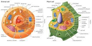 Maybe you would like to learn more about one of these? Structure And Function Lesson 3 Cell Organelles Diagram Quizlet