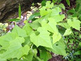 Image result for Cucumis bryoniifolius