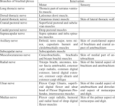 Summary Of Branches Of Brachial Plexus And Its Motor And