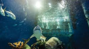 We did not find results for: Out To Sea Shark Dive Underwater Experience Wonders Of Wildlife