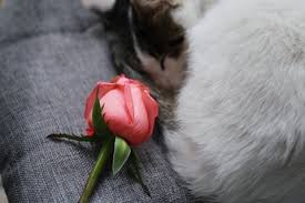 Be sure to avoid these so your kind gift doesn't have any. Which Flowers Are Toxic To Dogs And Cats Pawshake Blog