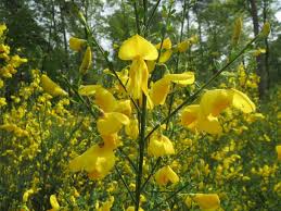 Cytisus Scoparius Luna Balkan Ecology Project