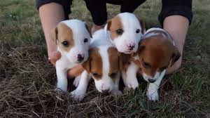 The tail is normally docked. Male Female Purebred Jack Russell Terrier Port Alfred Eastern Cape Howzit Classifieds