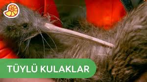 Kivi Kuslari Gormek Icin Son Sans Youtube