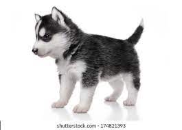 Baby Huskies Images Stock Photos Vectors Shutterstock