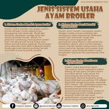 Pihak pertama berhak mengambil keuntungan bersih (net profit) sebesar 35% dari usaha usaha peternakan ayam, dan apabila usaha tersebut mengalami kerugian ditanggung oleh kedua belah. Jenis Sistem Usaha Ayam Broiler Podomoro Poultry Equipment