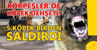 kucuk kiz kopek saldirisi sonucunda yaralandi duzce oncu rtv