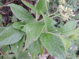 Image result for Microglossa