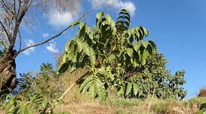 Image result for Brucea antidysenterica