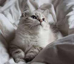 We are taking reservations for current and upcoming litters. An Example Of A Colourpoint Siberian Kitten Neva Masquerade From Witchfyre Siberians Siberian Cat Siberian Kittens Cute Baby Animals