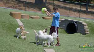 111 ziyaretçi pet lodge pet resort ziyaretçisinden 21 fotoğraf ve 7 tavsiye gör. Homepage Pet Lodge Pet Resort