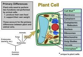 In only a plant cell. Plant Cells Vs Animal Cells With Diagrams Owlcation