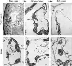 Plant cells resemble other eukaryotic cells in many ways. Morphological Classification Of Plant Cell Deaths Cell Death Differentiation
