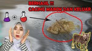 Check spelling or type a new query. Dua Bahan Ini Bisa Mengeluarkan Cacing Dalam Perut Kucing Tanpa Obat Cacing Youtube