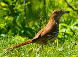 Brown Birds Of East Texas Brown Thrasher Brown Thrasher Birds Of Georgia State Birds