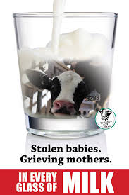 Toronto Cow Save Themilkglass Ditchdairy Nationalmilkday Fundamentally Cow S Milk Is A Substance Designed By Nature For Baby Cows Not For Humans We Are The Only Species That Drinks The Milk Intended