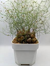 Image result for Schizobasis intricata