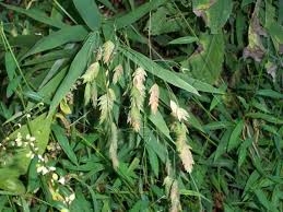 Image result for Chasmanthium latifolium