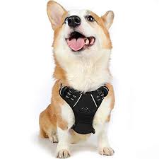 Top 8 Best Beagle Harnesses Available In 2019 Petstruggles