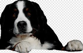 Kopek Dogurmak Bernese Dag Kopegi Buyuk Isvicre Dag Kopegi Kopek Yavrusu Bernedoodle Kopek Yavrusu Hayvanlar Kopek Memeli Gibi Kopek Dogurmak Png Pngwing