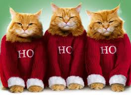 There might also be tabby and tabby cat. Funny Cat Christmas Wallpapers Top Free Funny Cat Christmas Backgrounds Wallpaperaccess