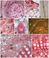 Image result for Tabernaemontana eglandulosa