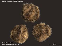 Image result for Ipomoea polymorpha