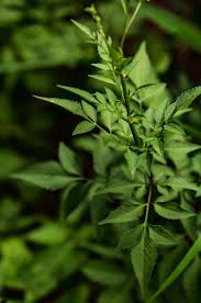 Image result for Bidens biternata