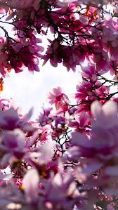 4k wallpapers of spring for free download. Hello Spring Wallpapers For Iphone Mobile Pixelstalk Net
