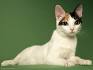 Most Vocal Cat Breeds | Purina