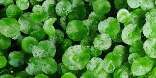 8 Manfaat Daun Pegagan Yang Sudah Diteliti Secara Ilmiah