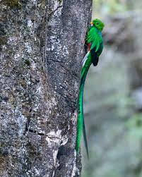 Image result for Fern Green 1994 Reliant