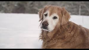 She turned 20 years old on april 24, 2020. Golden Spotlight A 12 Year Old Golden Retriever Youtube