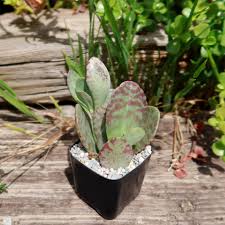 Image result for Kalanchoe humilis