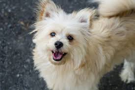 Pomapoo Pomeranian Toy Poodle Mix Info Pictures Facts Doggie Designer