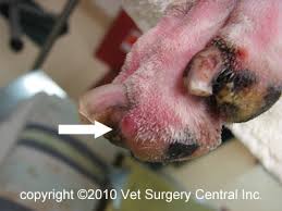 1 unlike nail infection or trauma to the nails, subungual melanoma typically affects one nail at a time. Animal Surgical Center Of Michigan Veterinarian In Flint Mi