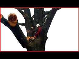 Take the time to do it right. Removing A Large Tree Branch Over A House Diy Version Youtube