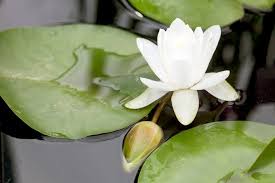 Image result for Nymphaea maculata